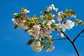 artheroes werkaandemuur Blossom Bloesem floraison bloesemtocht bloesemroute betuwe fruitboom fruitbomen tiel haspengouw lente sakura